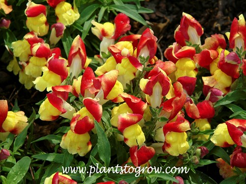 Snapdragon Floral Showers Yellow Bicolor is a nice short, compact plant.